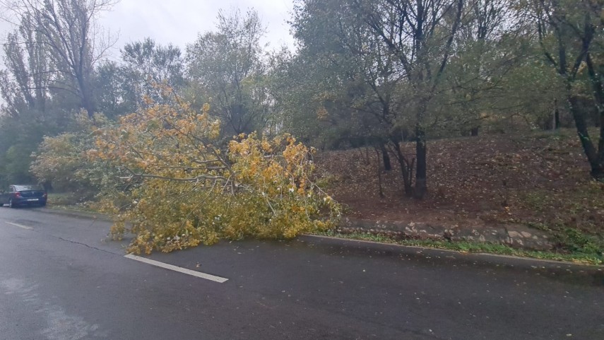 Copac căzut Valea Portului