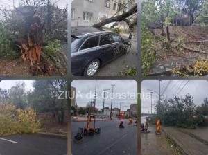 COD ROȘU Zeci de copaci doborâți de furtună la Constanța! În ce zone mai sunt probleme (GALERIE FOTO+VIDEO)