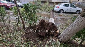 Copac căzut pe aleea Garofiței din Constanța! Circulația, blocată în zonă (GALERIE FOTO+VIDEO)