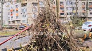 Efectele codului roșu la Constanța - peste 300 de copaci au căzut, 30 de autoturisme au fost avariate