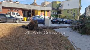Copac doborât de furtună în zona Tribunalului Constanța (GALERIE FOTO+VIDEO)