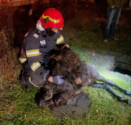 Măgar salvat. Foto: ISU Hunedoara