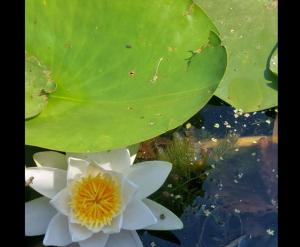 #ConstanțaEsteBine 16 decembrie 2023. Cum vă descurcați cu Mercur retrograd?