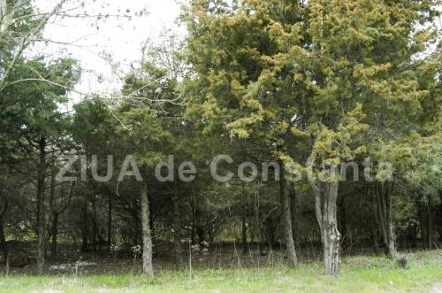 Oficial! Auditul de la Primăria Mangalia, în atenția procurorilor Camera de Conturi Constanța a sesizat DNA cu privire la înstrăinarea unor terenuri care aparțin UAT-ului. Ce spune primarul Radu Cristian? 