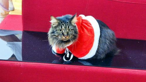 #ConstanțaEsteBine 23 decembrie 2023 Portal de lună decembrie. Suntem în mijlocul întunericului deplin