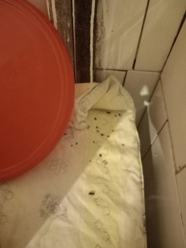 Nereguli grave la Motel-Champing Silvia SRL: Comisarii ANPC, atacati in cadrul actiunii de control (FOTO +VIDEO)   