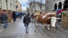Bobotează 2024 la Constanța Tradiții păstrate. Carele trase de boi aduse la Arhiepiscopia Tomisului (FOTO +VIDEO)     