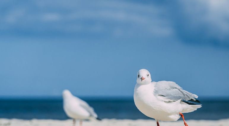 foto: Pexels 