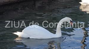 Vremea în Dobrogea în intervalul 17-19 ianuarie. Temperaturi la malul mării 