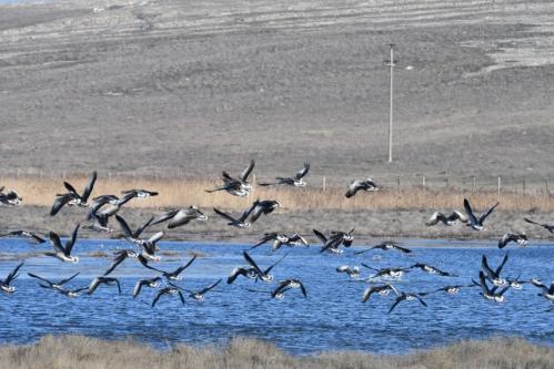 Fotoreportaj Lacul Sărături Murighiol prinde viață la sfârșitul lui ianuarie! (FOTO)