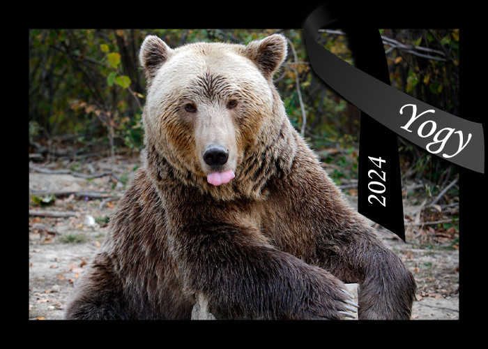 Sursa galeriei foto: Facebook/AMP Libearty - Bear Sanctuary