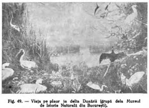 #DunăreaCălăuzăTuristică: Delta Dunării în anii 1930 - „Privelişti aproape unice pe tot globul pământesc“   