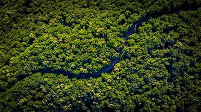 Amazonia/Sursa foto: Unsplash