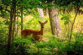 #ConstanțaEsteBine Valul 2 de energie - partea întâi - ziua 9. 3 februarie 2024. Astăzi este despre ecosistemul interior