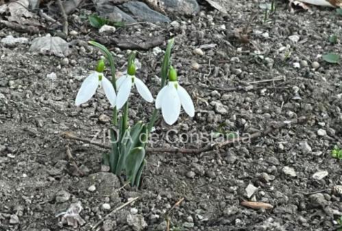 Meteo Constanța Schimbări ale temperaturilor în Dobrogea pentru următoarele două săptămâni