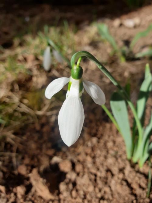 #ConstanțaEsteBine Valul 3 de energia - partea întâi - ziua 6. 1 martie 2024. Mărțișor cu bucurie pentru noi toți, de la mama Natură și ritmurile sale ciclice