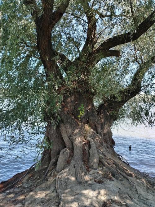 #ConstanțaEsteBine   Valul doi de energie – partea a doua – ziua 12. Astăzi este o zi bună de observat jocul tip puzzle al minții