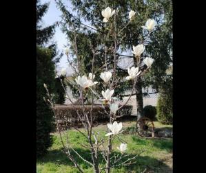 #ConstanțaEsteBine Valul 4 de energie – partea întâi – ziua 8. 2 aprilie 2024. Mijlocul portalului eclipselor și în plin tranzit de Mercur retrograd