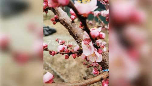 Fotoreportaj Constanța Primăvara - anotimpul în care natura prinde culoare (GALERIE FOTO)