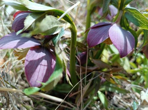 #ConstanțaEsteBine Valul 3 de energie - partea a doua - ziua 13. 23 martie 2024. Ne apropiem cu viteză de luna plină de pe 25 martie, o lună plină în Balanță, cu eclipsă de lună