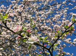 Valul 4 de energie – partea a doua – ziua 3. 11 aprilie 2024, astăzi este despre observarea, cu ochii larg deschiși, a vieții