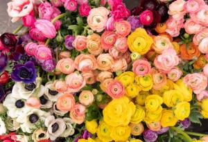 Câți români își serbează onomastica în această zi specială de Florii?