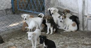 Primăria Constanța cumpără hrană pentru pentru câinii fără stăpân din adăpostul municipalității
