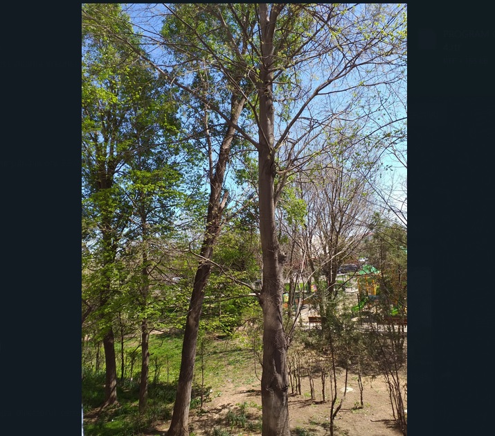 Constanteanul suparat: Un copac inclinat din cartierul Km. 4-5 sperie locuitorii din zona. Un barbat a sesizat Primaria Constanta
