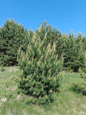 #ConstanțaEsteBine Valul 6 de energie - partea întâi - ziua 1. 8 mai 2024. Am lăsat în urmă și luna nouă, dar și vibrația Sărbătorilor