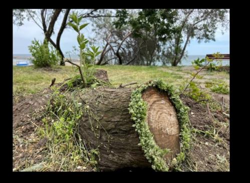 #ConstanțaEsteBine Valul 6 de energie – partea întâi – ziua 7. 14 mai. Suntem la mijlocul distanței creșterii lunii 