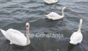 Cum va fi vremea în Dobrogea, în zilele următoare? 