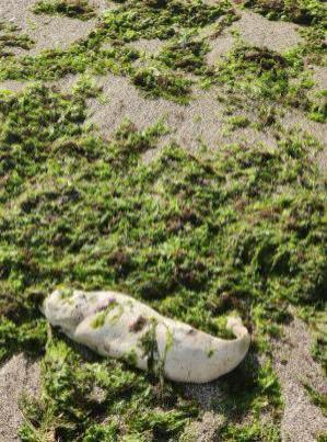 Descoperire trista, langa Cazino, in Constanta - Pui de delfin, mort pe plaja (FOTO)   