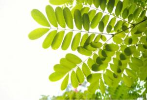 Prognoza meteo pentru Dobrogea, în următoarele două săptămâni 