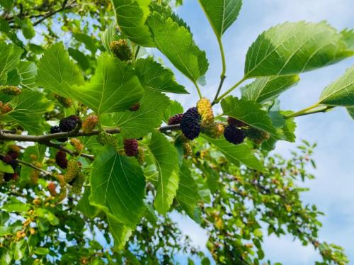 #ConstantaEsteBine Valul 6 de energie – partea a doua – ziua 8. Ultimul pătrar, în plin tranzit de lună în scădere