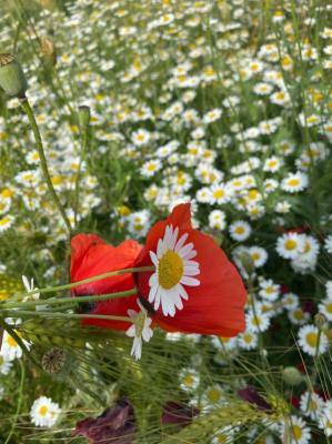 #ConstanțaEsteBine Valul 6 de energie - partea a doua - ziua 10. 1 iunie 2024. La mulți ani tuturor copiilor mici și mari