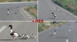 Familie de călifari albi observată pe o șosea din județul Constanța! Șoferii au oprit pentru a ajuta păsările (VIDEO)   