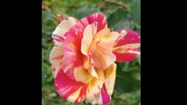 #ConstanțaEsteBine Valul 7 de energie – partea întâi – ziua 1 7 iunie 2024 Energia s-a schimbat