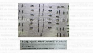 Istoria Dobrogei Instituții - Moneda  