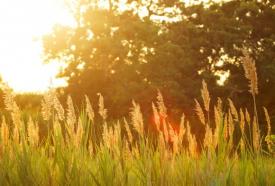 Meteo Constanța Cod Galben de temperaturi ridicate și disconfort termic ridicat, în Dobrogea 