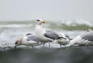 Cum va fi vremea la Constanța azi, 11 iunie 2024? 