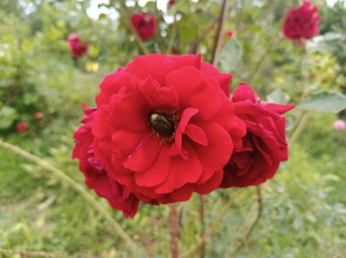 #ConstantaEsteBine Valul 7 de energie – partea întâi – ziua 11. 17 iunie 2024. Se intră în ”numărătoarea inversă” pentru Solstițiul de vară