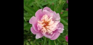 #ConstanțaEsteBine Valul 7 de energie – partea întâi – ziua 12 18 iunie 2024 Numărătoarea inversă până la Solstițiul de vară a început!