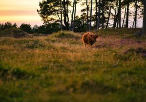 Scene șocante în Mureș! Un bărbat ucis de un taur 