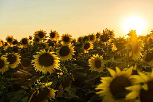 Ce ne rezervă vremea în Dobrogea în următoarele două săptămâni? 