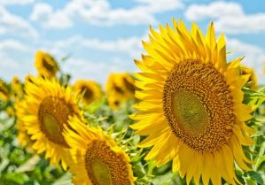 Vremea la Constanța 29 iunie 2024