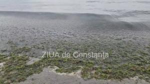 Plajele din Venus și Mangalia, invadate de de alge! (GALERIE FOTO+VIDEO)