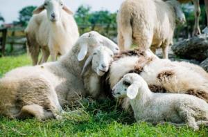 Știri Romania: Un deputat, suspectat ca ar fi lasat o turma de ovine sa pasca pe terenul altei persoane - Este cercetat penal pentru distrugere