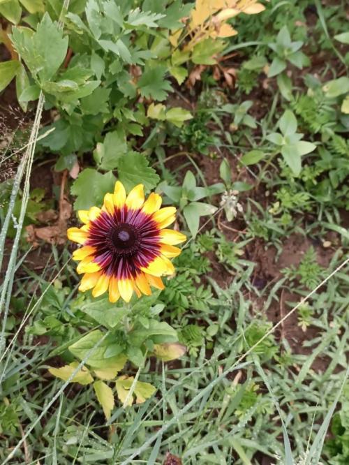 #ConstanțaEsteBine Valul 7 de energie - partea a doua - ziua 13. 4 iulie 2024. Suntem într-o zi foarte specială