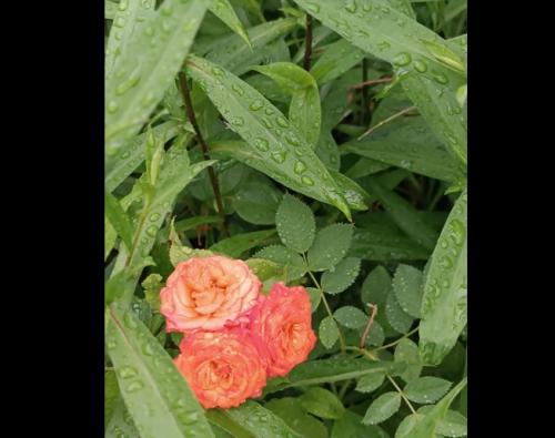 #ConstanțaEsteBine Valul 7 de energie – partea a doua – ziua 14. 5 iulie 2024. Luna nouă în Rac, maxim de eliminări 