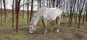 APM a decis că nu este necesară efectuarea evaluării impactului asupra mediului în cadrul proiectului de amenajare a unui adăpost pentru animale în județul Constanța